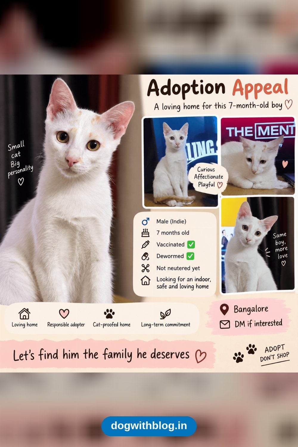 A Seven-Month-Old Male Indie Kitten Needs a New Home After His Owner Falls Ill — Bengaluru