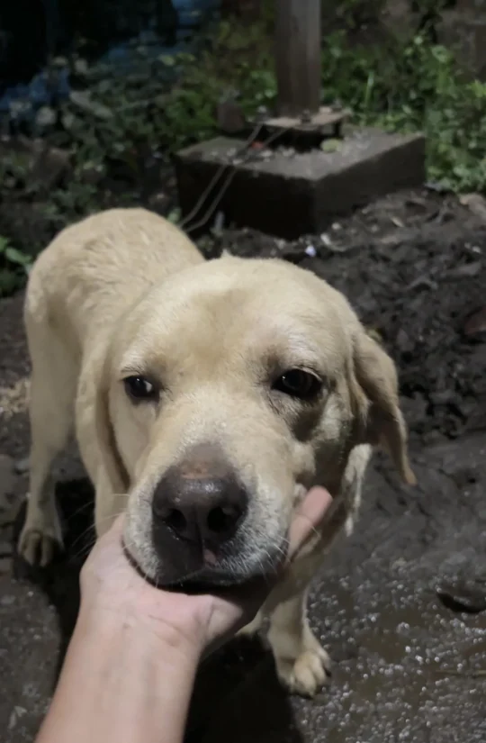 An Abandoned Female Labrador Needs a New Home, adoptable dog in Jabalpur