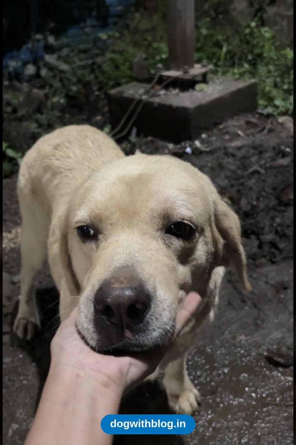 An Abandoned Female Labrador Needs a New Home — Jabalpur