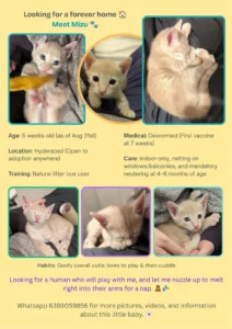 Mizu, a 5-Week-Old Kitten Found Alone in the Rain
