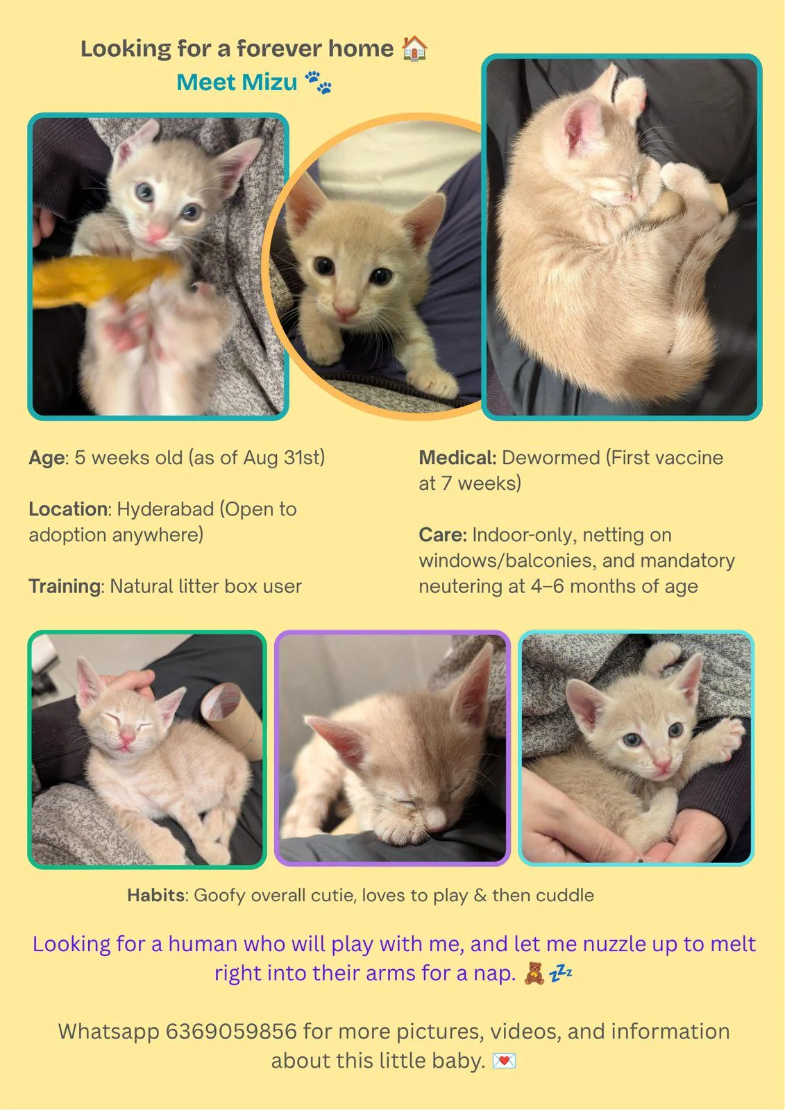 Mizu, a 5-Week-Old Kitten Found Alone in the Rain — Hyderabad
