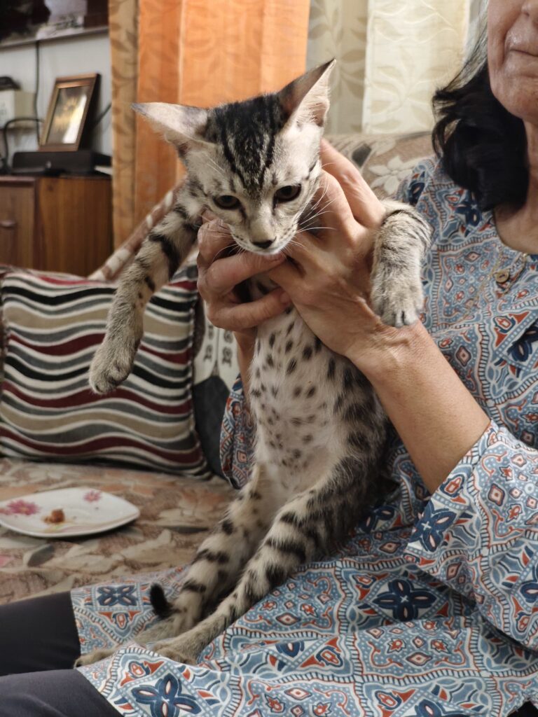 Kaaju, a grey and white kitten, photographed in Dwarka, Delhi