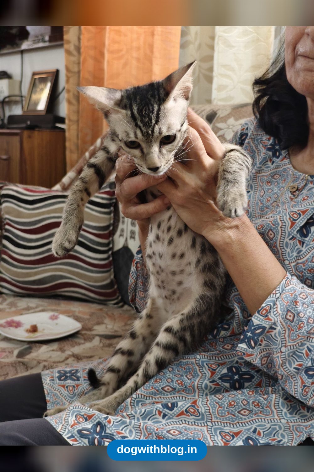 Kaaju, a Kitten Found Tied to a Pole in Dwarka, Needs a Home in Delhi NCR