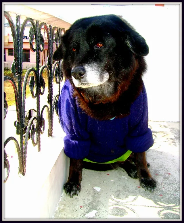 "Kaalicharan Dog with Blog"