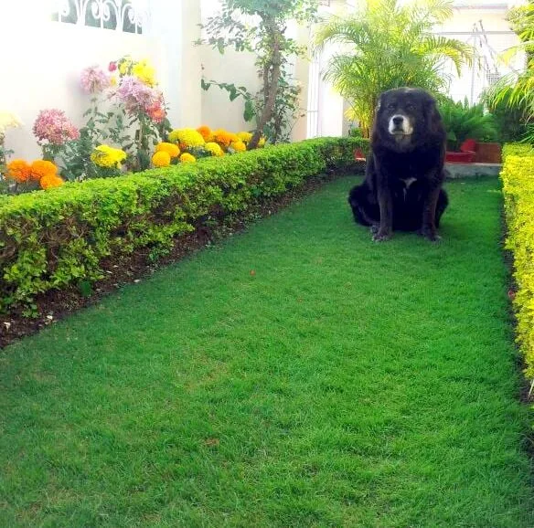 kaalicharan - Dog with Blog, Seven billion people in the world and all you need is a dog