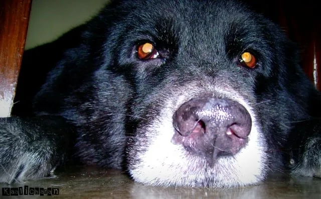 dog mahogany eyes