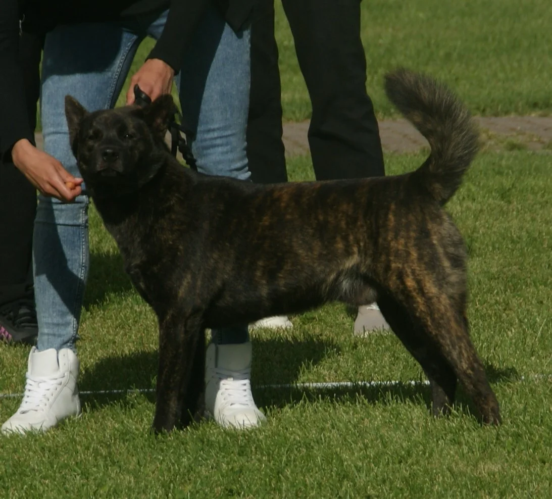 A Kai Ken, the rare brindle-coated Japanese dog breed used to scare monkeys off farmland