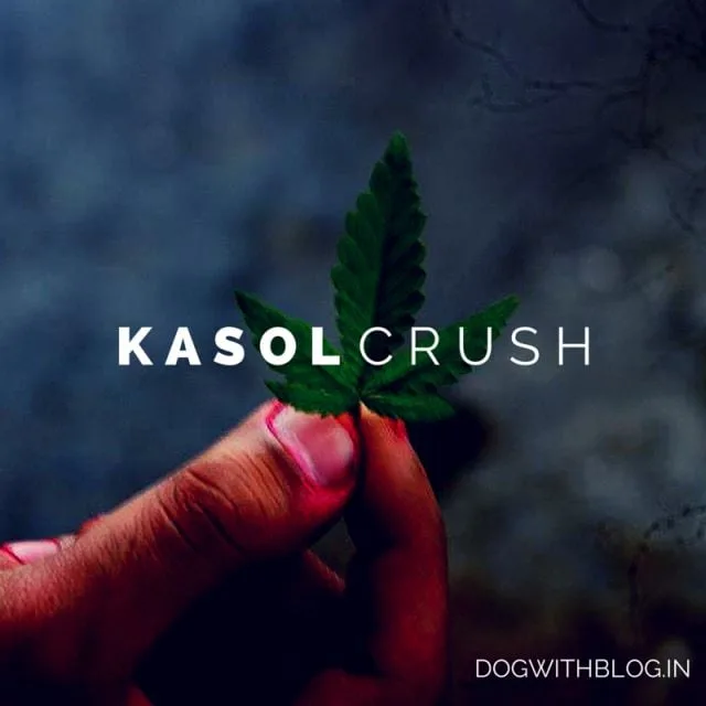 Kasol crush, kasol drugs - dogwithblog
