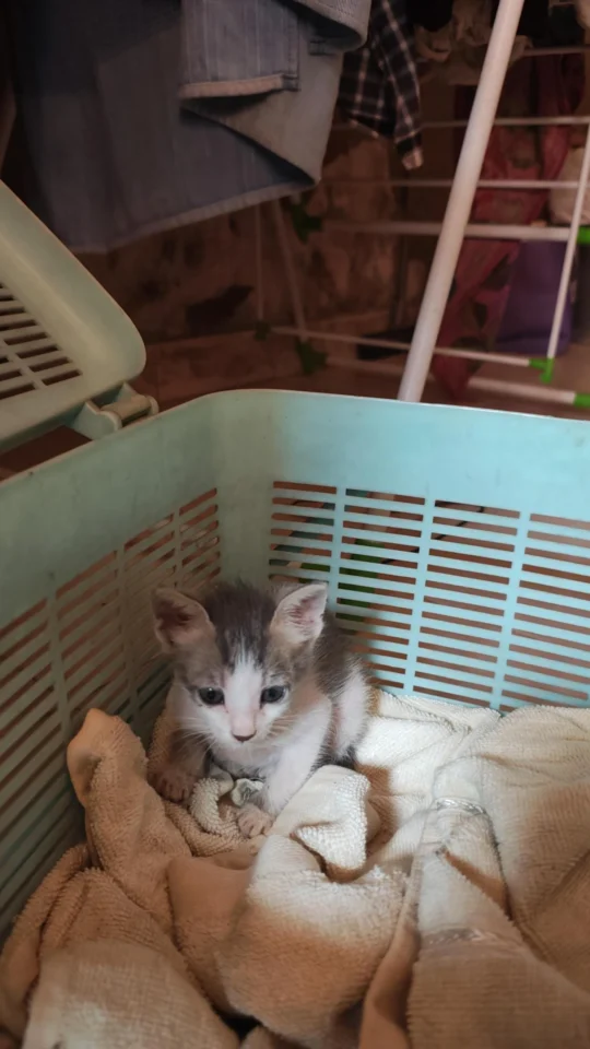 Nala, Rescued From a Fish Market, Is Looking for a Playmate