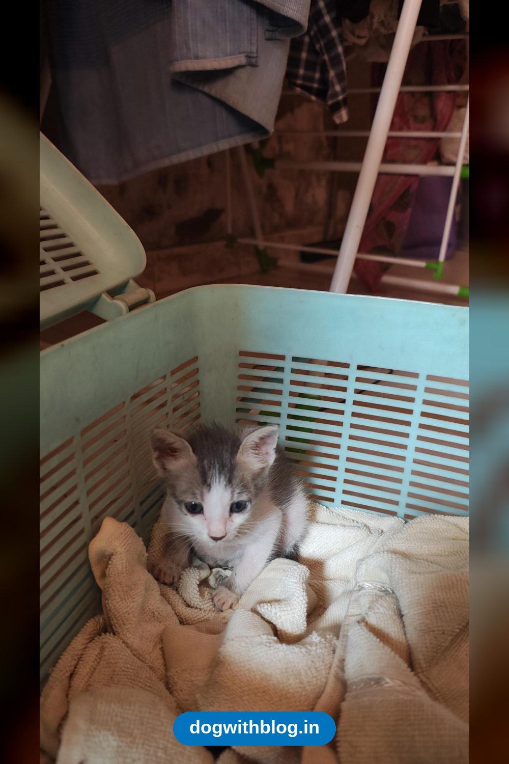 Nala, Rescued From a Fish Market, Is Looking for a Playmate — Mumbai