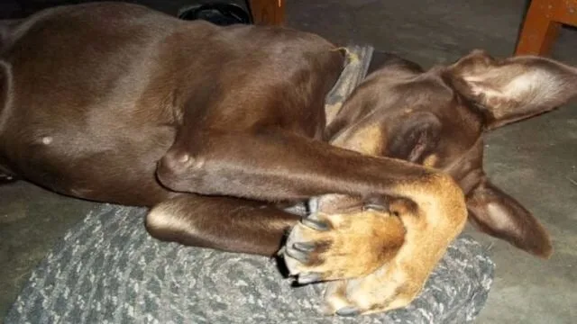heartwarming dog tribute