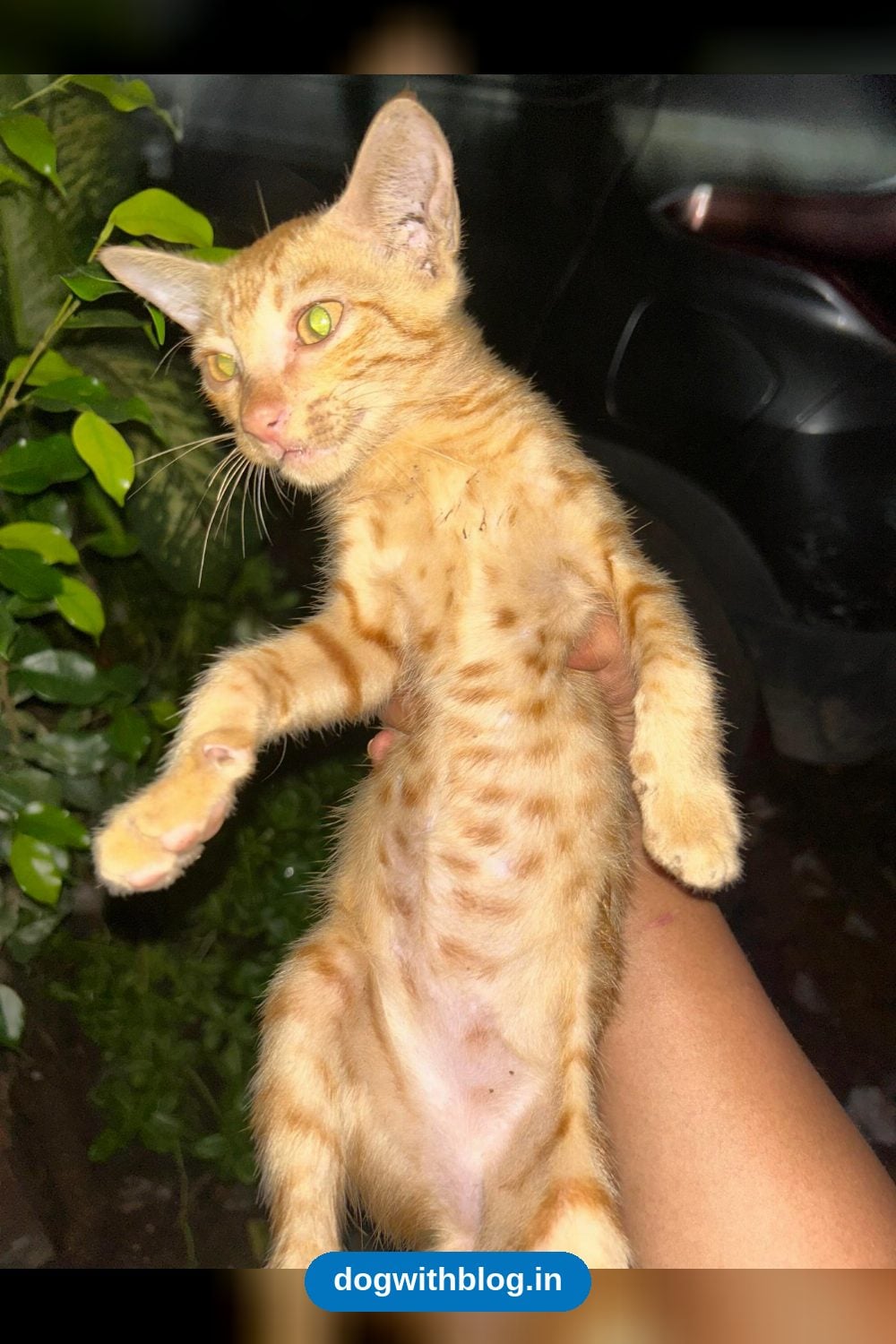 Brownie and Two Abandoned Kittens Need Foster or Adoptive Homes — Delhi NCR