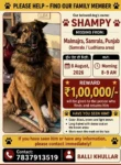 Lost Dog, Shampy, Missing from Samrala Since 8 August in Ludhiana