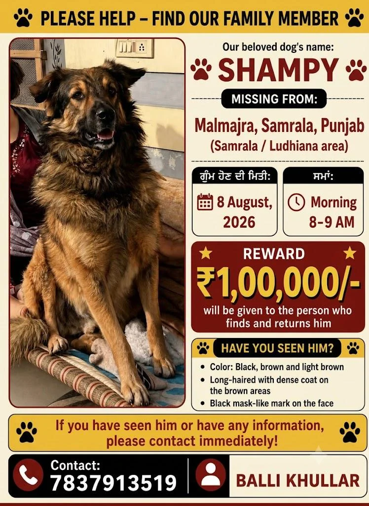 LOST DOG — Shampy | Malmajra, Samrala (Ludhiana), Punjab | Missing since 8 Au... - dog for adoption in India