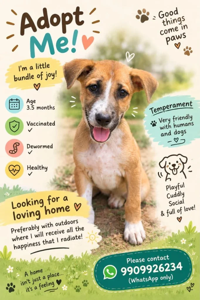Tan-and-white puppy sitting outdoors, about three and a half months old, from an adoption poster