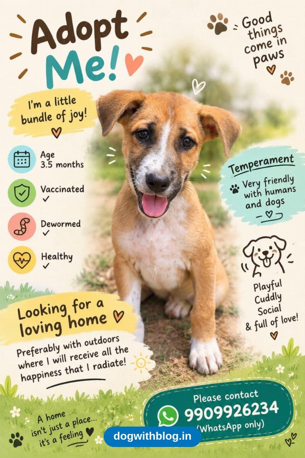A Playful, Vaccinated Puppy Wants an Outdoor Home — Bengaluru