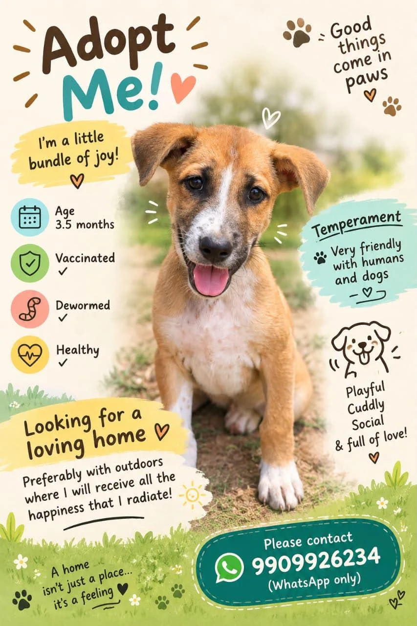 A Playful, Vaccinated Puppy Wants an Outdoor Home in Bengaluru