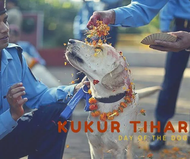 Kukur Tihar - dog festival