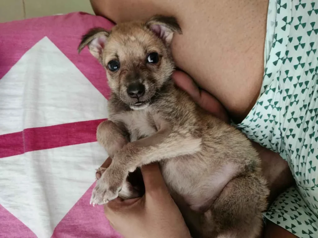 A small tan indie puppy being held gently in someone’s arms