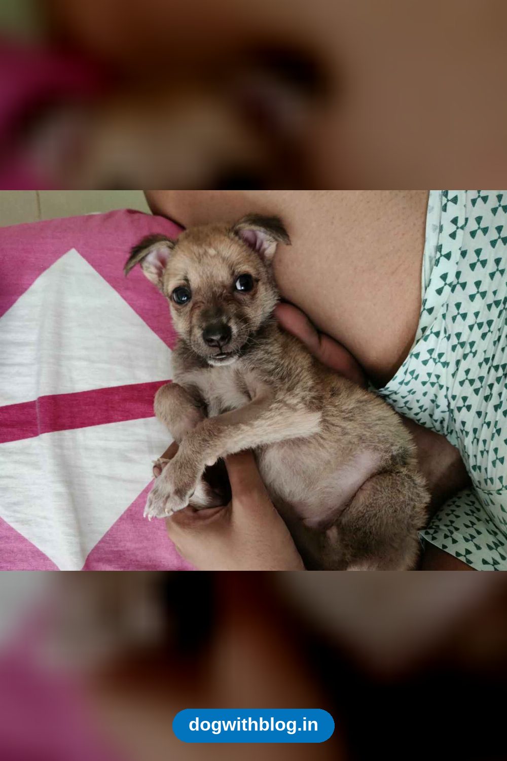 Sutli, a Rescued 2-Month-Old Indie Puppy, Needs a Forever Home — Mumbai