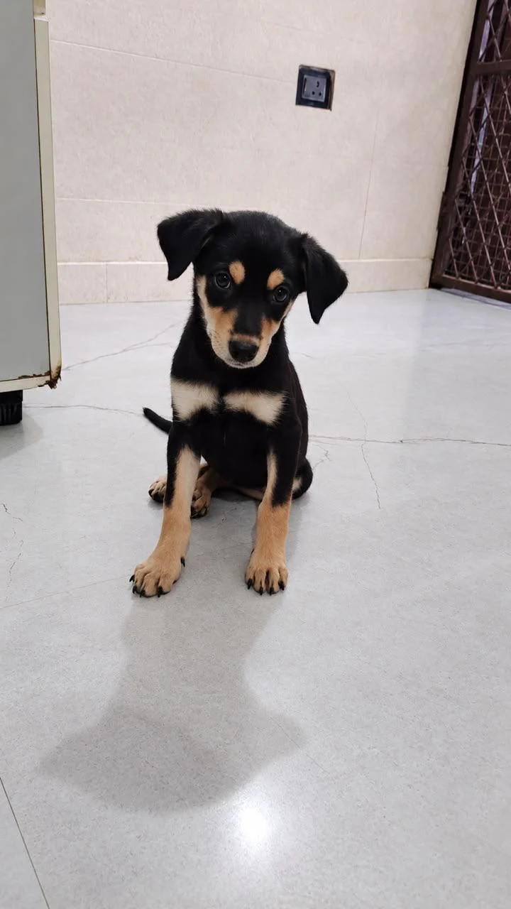 Pearl, a 45-Day-Old Indie Puppy in Faridabad — Delhi NCR