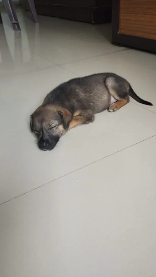 Cookie, a Five-Week-Old Indie Puppy, Needs a Home