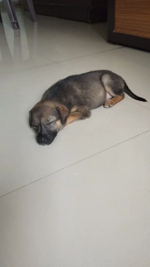 A sleeping brown-and-black puppy curled up on a tiled floor