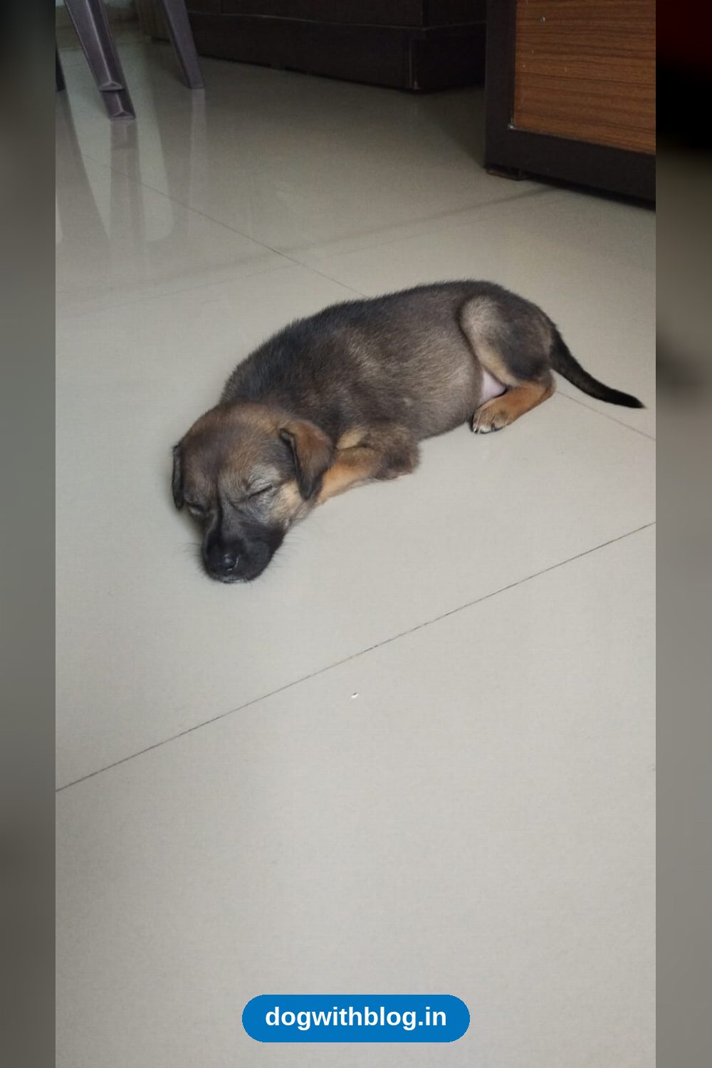 Cookie, a Five-Week-Old Indie Puppy, Needs a Home — Pune