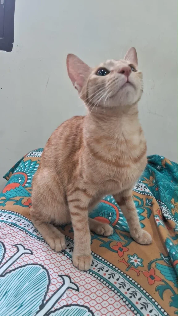 An orange ginger cat sitting on a patterned bedspread, looking upward
