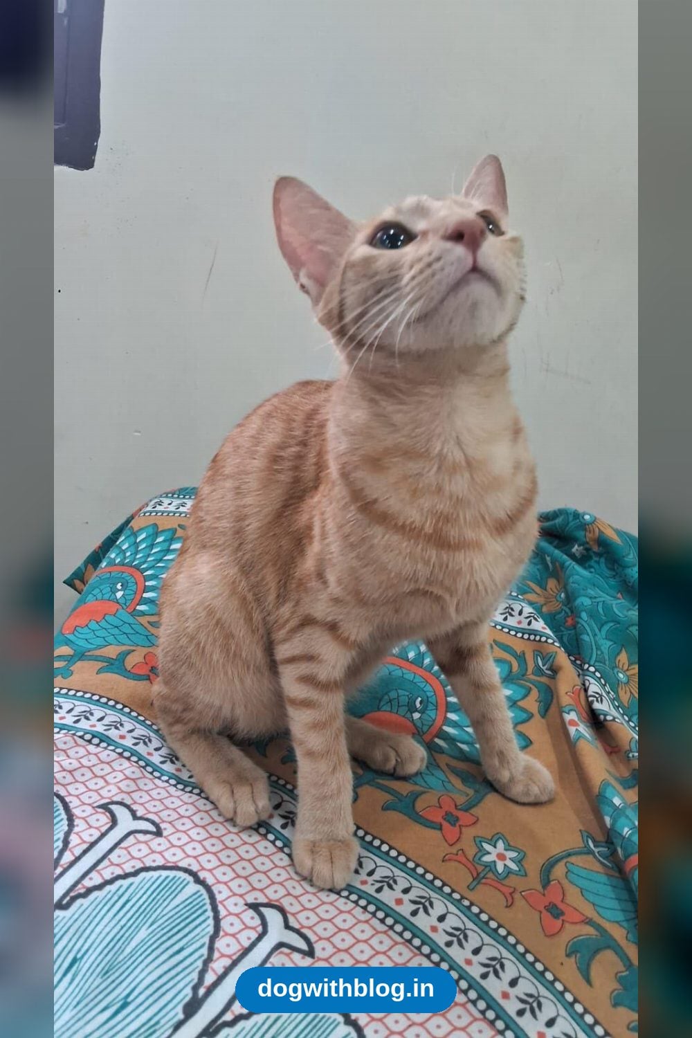 An Eight-Month-Old Ginger Cat Is Looking for a Home — Delhi NCR