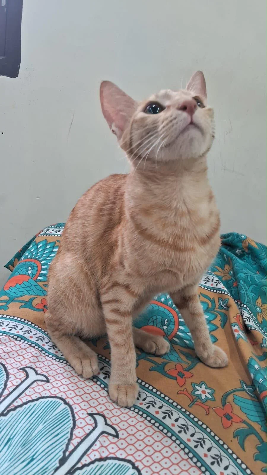 An Eight-Month-Old Ginger Cat Is Looking for a Home in Delhi NCR