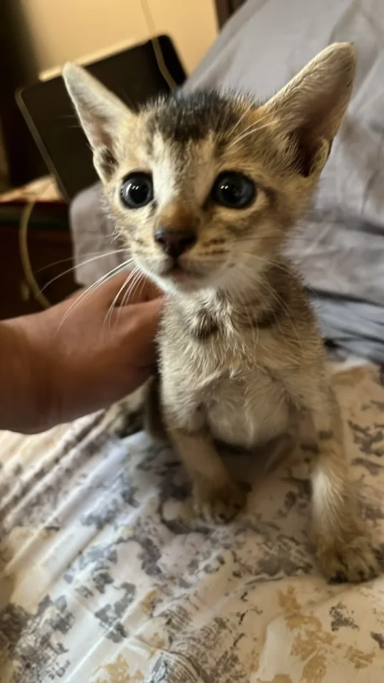 An Abandoned Kitten Found in Jyoti Chowk Needs a Home, adoptable cat in Jalandhar