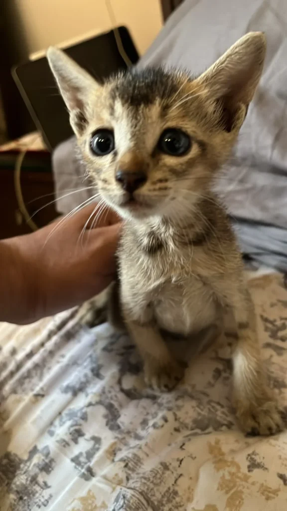 A tabby kitten sitting outdoors near a doorway in Jalandhar