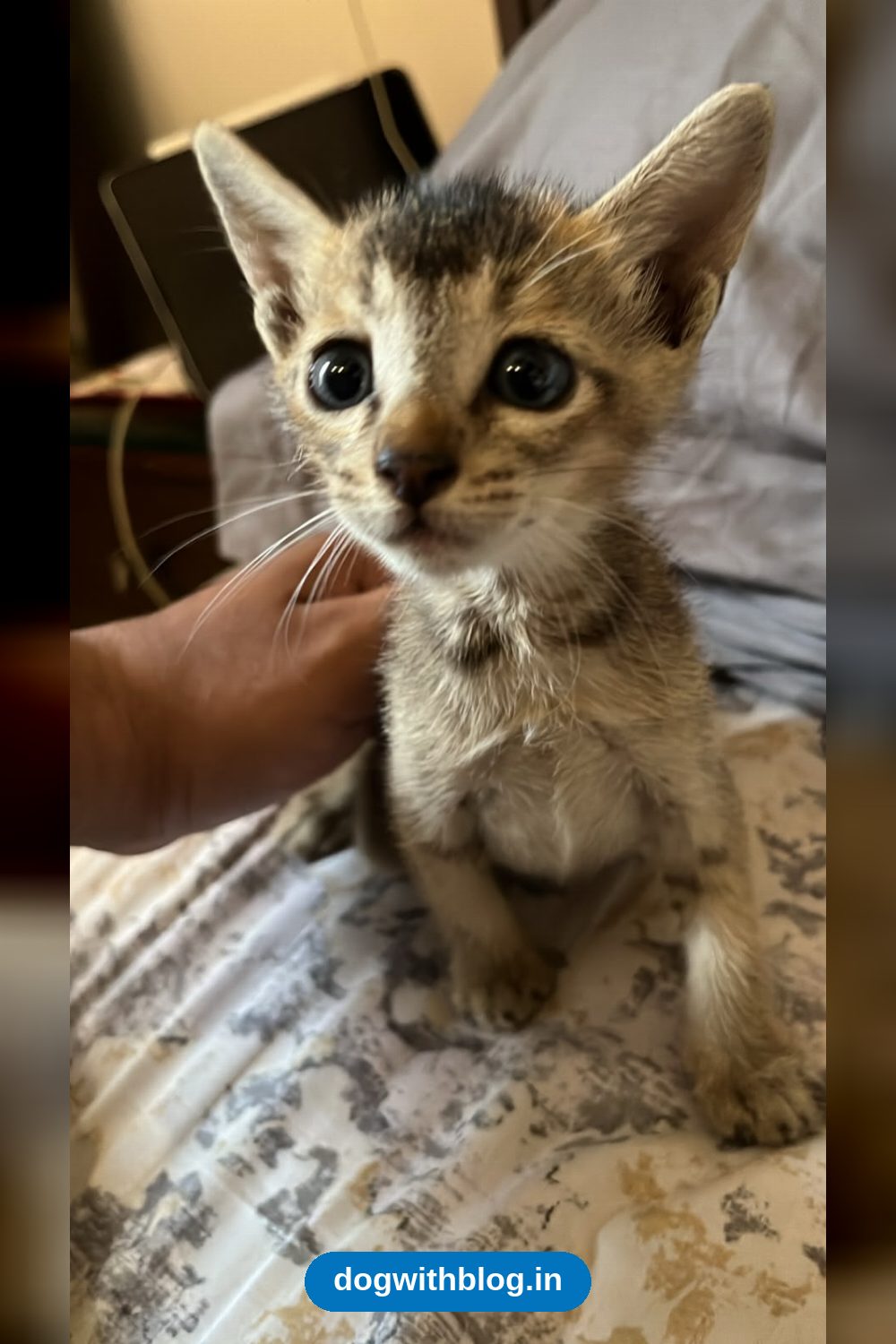 An Abandoned Kitten Found in Jyoti Chowk Needs a Home — Jalandhar