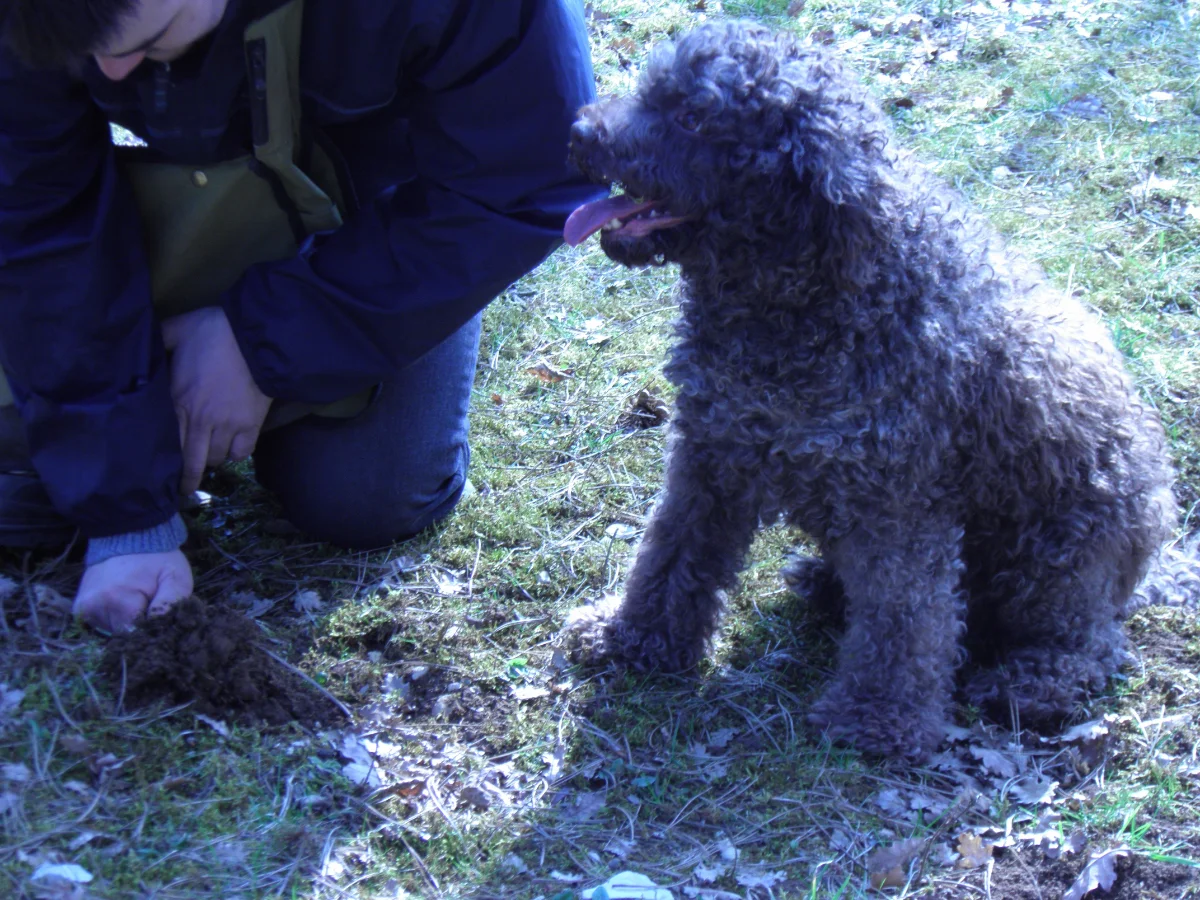 A lagotto Romagnolo, the Italian truffle-hunting dog breed, searching the forest floor