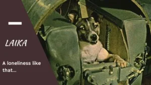 Laika come home