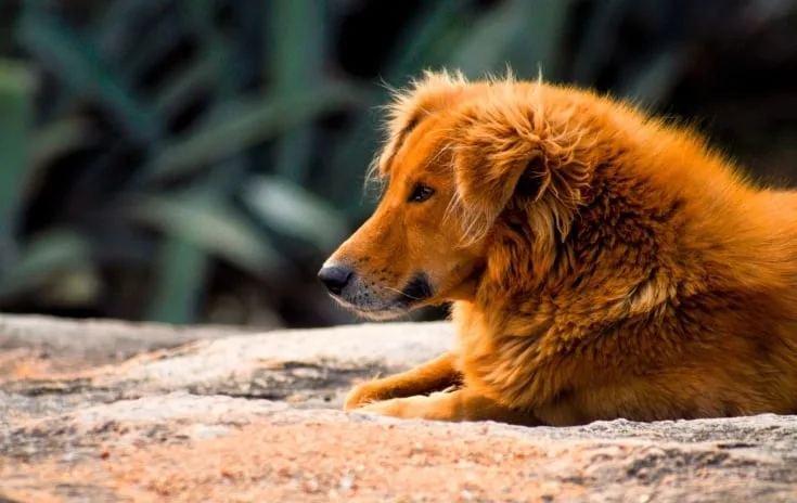 "Bangalore stray dog"