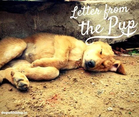 letter from the pup
