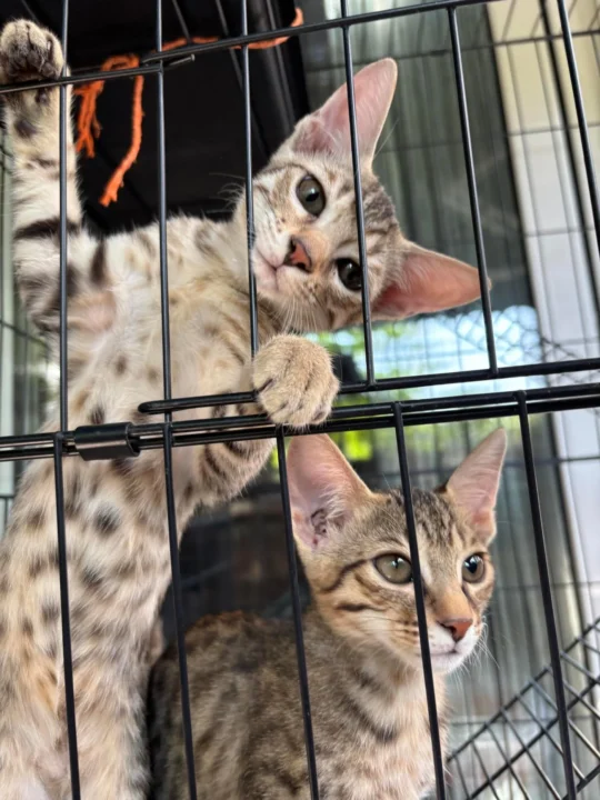 Two Kitten Sisters, One Blind in One Eye, Need a Home in Dwarka, adoptable cat in Delhi NCR