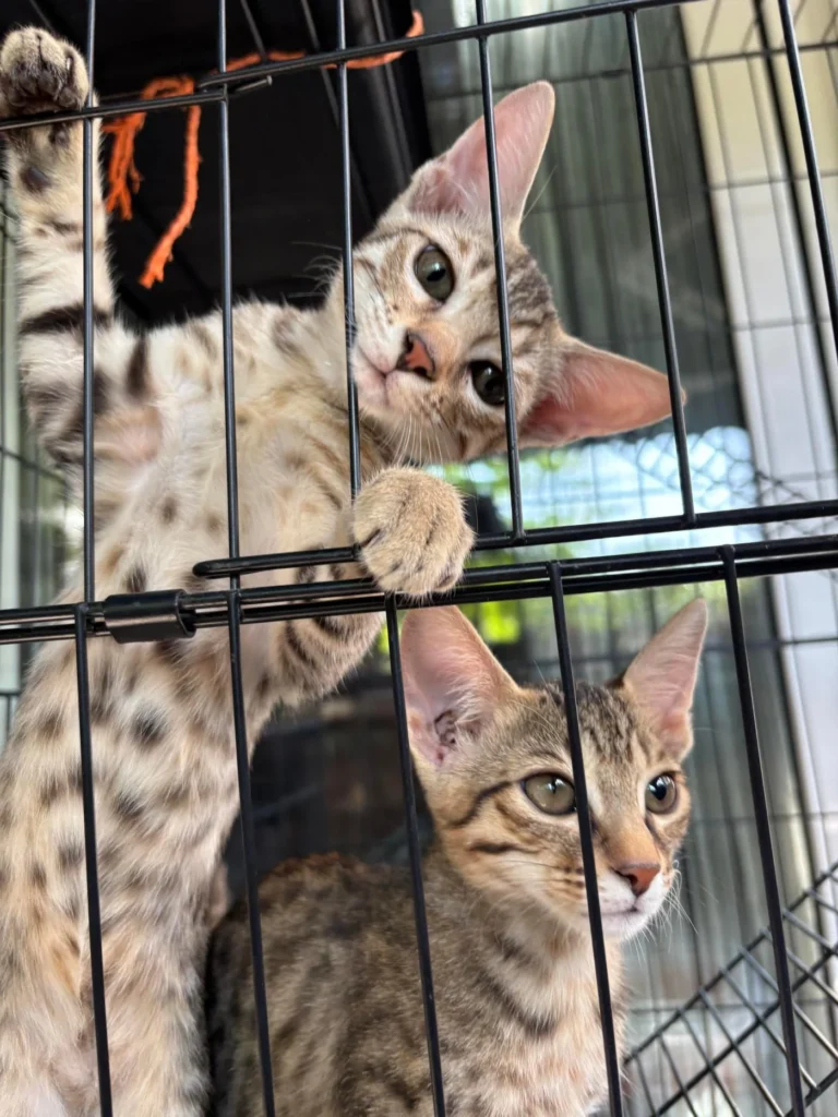 Two spotted tabby kittens in a wire pen, one reaching a paw over the top bar while the other looks up from below
