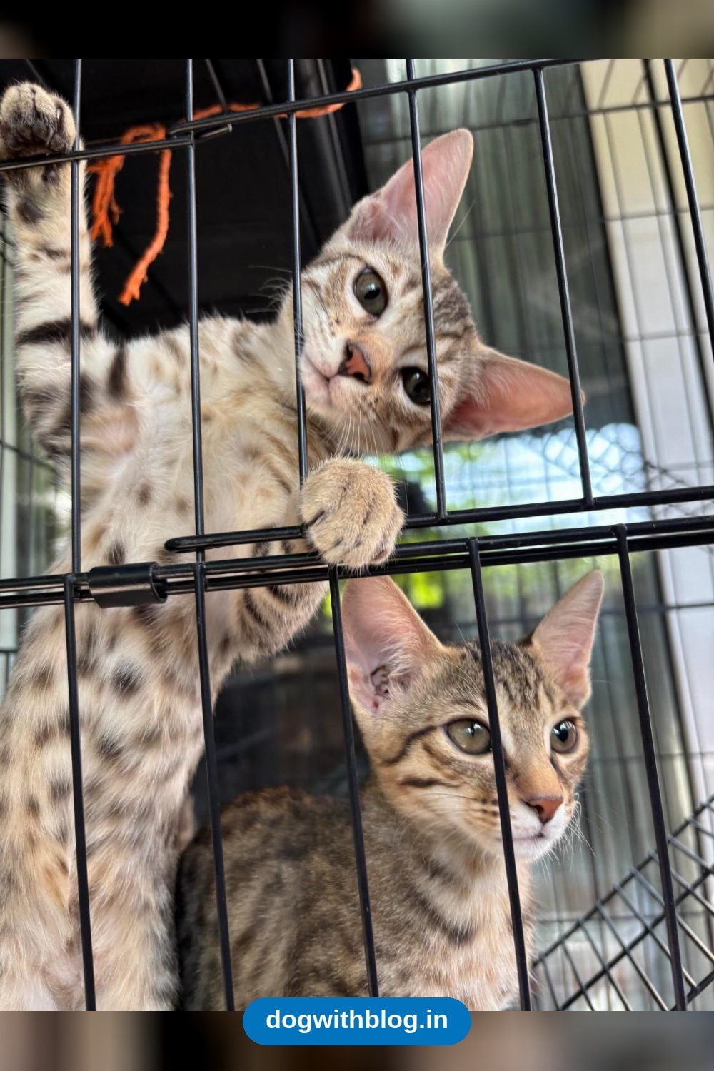 Two Kitten Sisters, One Blind in One Eye, Need a Home in Dwarka — Delhi NCR