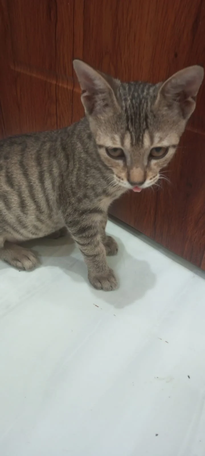 A 3-Month-Old Kitten Whose Owner Cannot Afford Her Spay Surgery — Prayagraj