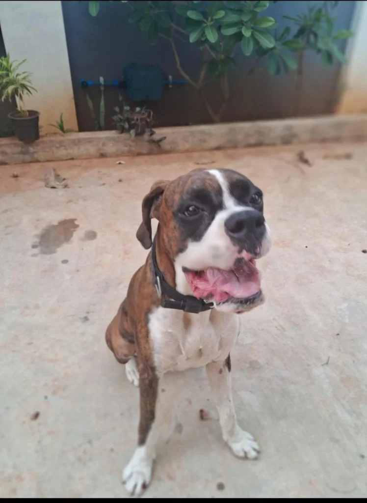 A lost dog last seen near Punnai Nagar, Nagercoil, Kanyakumari