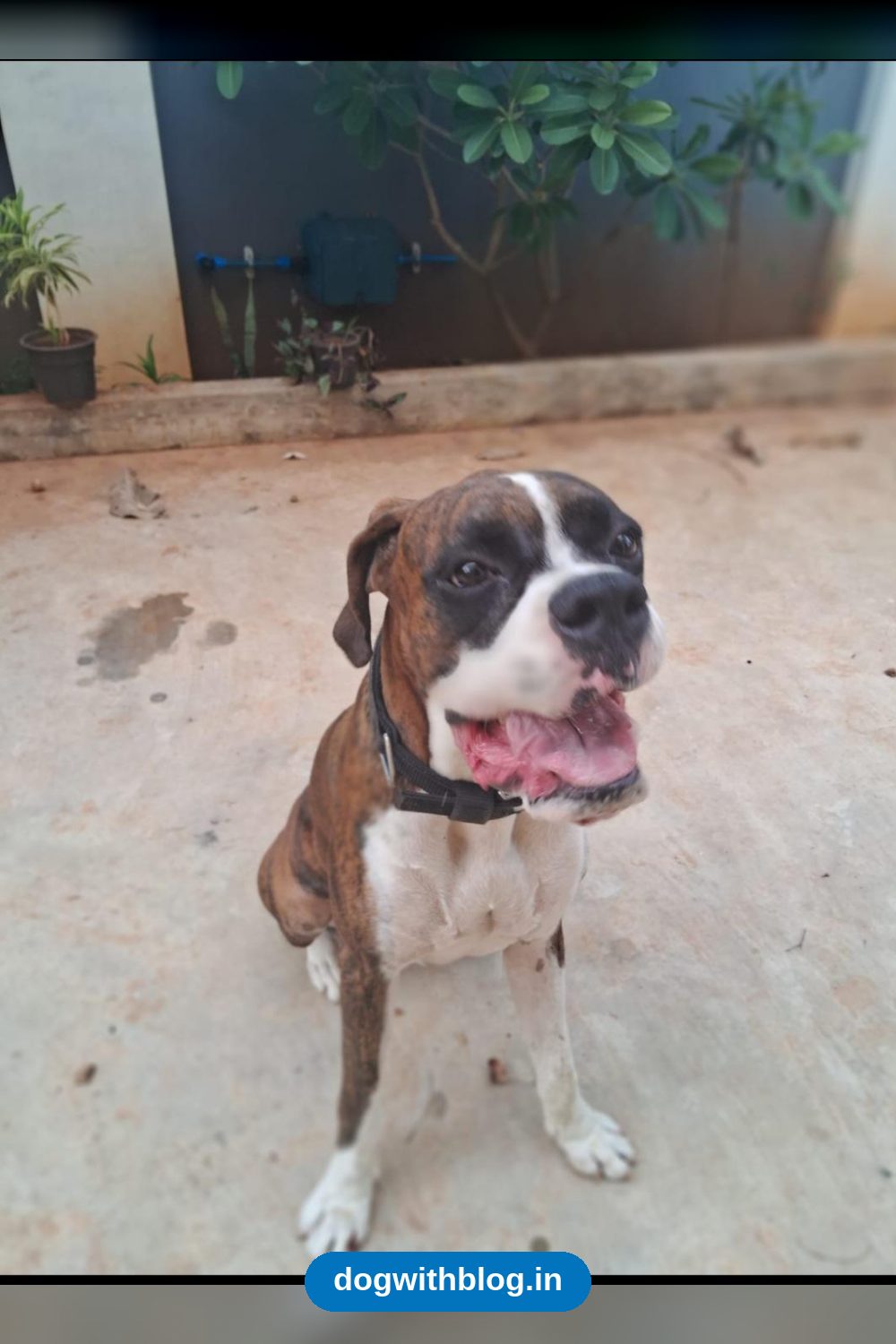Lost Dog Near Punnai Nagar, Nagercoil — Kanyakumari