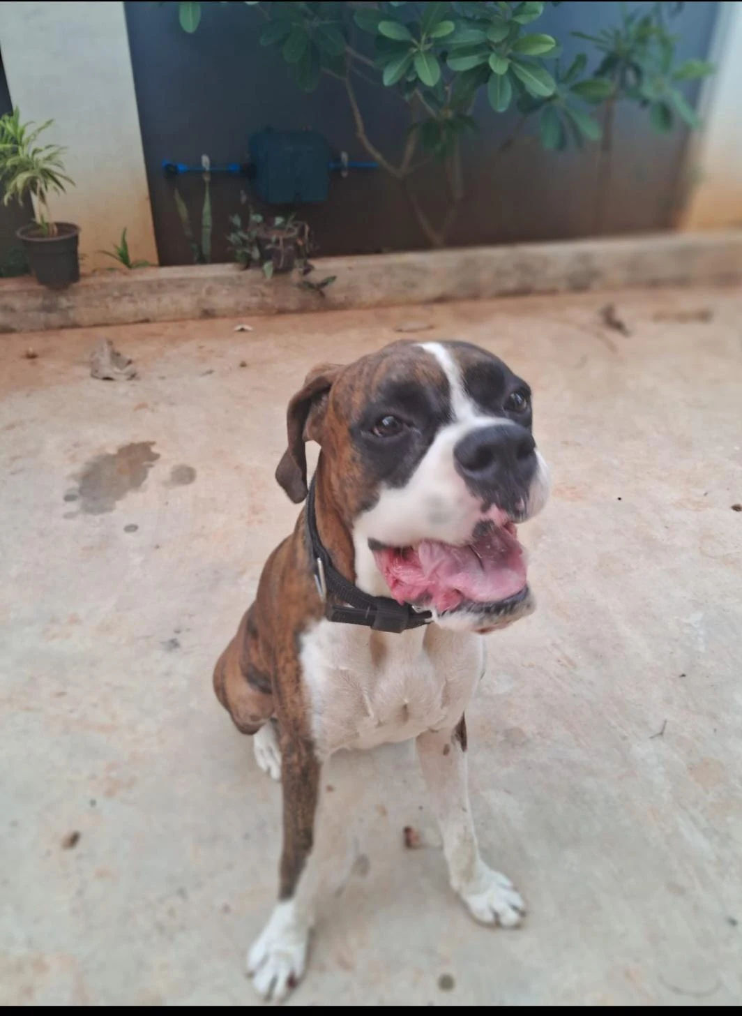 A lost dog last seen near Punnai Nagar, Nagercoil, Kanyakumari