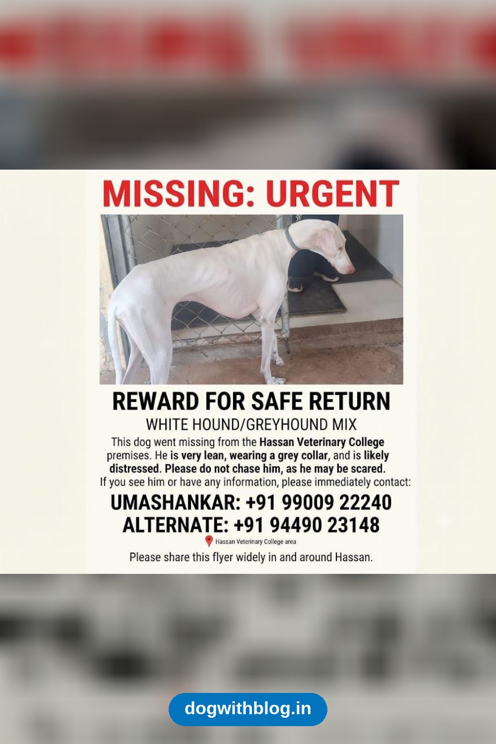 Lost Dog — Scooby — Hassan