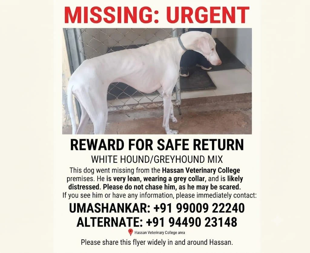 Scooby, a white hound-Greyhound mix wearing a grey collar, missing from Veterinary College, Hassan, Karnataka