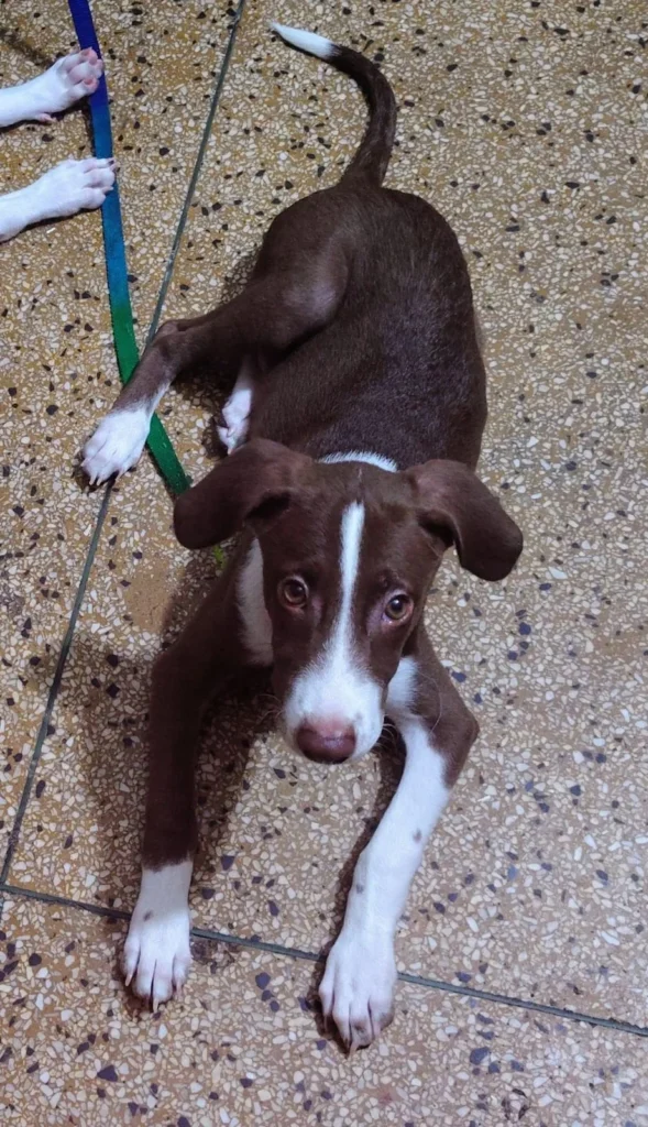 A chocolate brown and white puppy crouching playfully on a tiled floor, tugging at a leash.