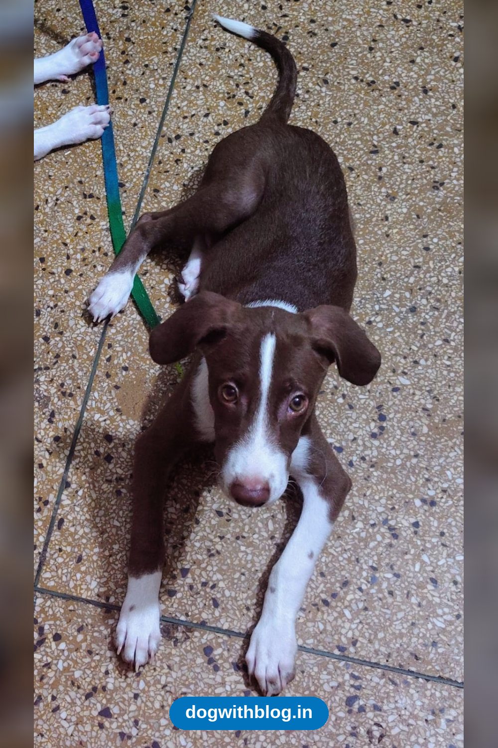 Luca, a Four-Month-Old Male Puppy, Needs a Home — Delhi NCR