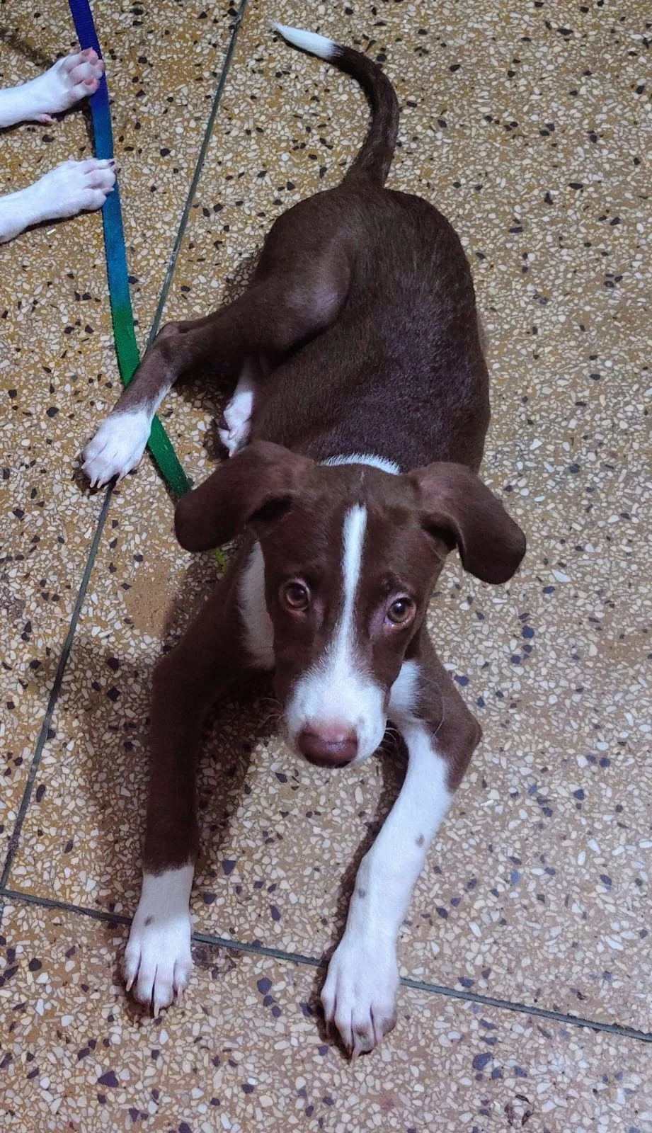 Luca, a Four-Month-Old Male Puppy, Needs a Home — Delhi NCR